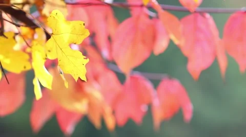 Autumn leaf background Stock Footage 44390174