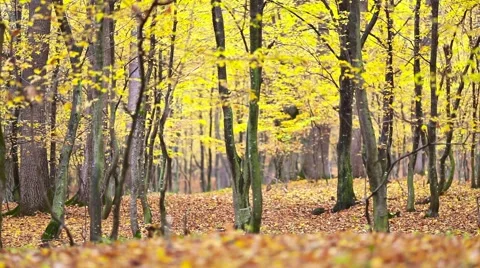 Autumn leaf background Stock Footage 44390182