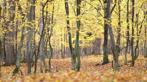 Autumn leaf background Stock Footage 44391248