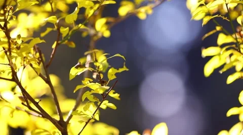 Autumn leaf background Stock Footage 46002876