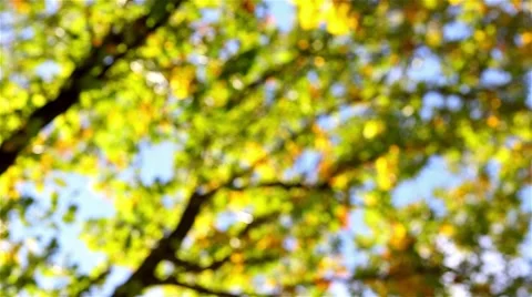 Autumn leaf background Stock Footage 46002891