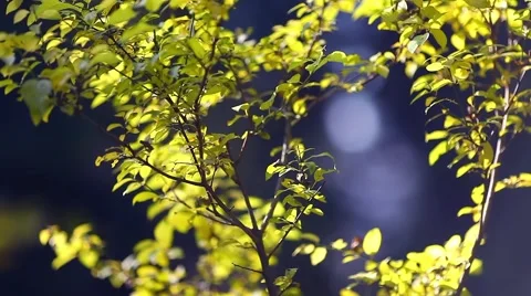 Autumn leaf background Video stock 46002893