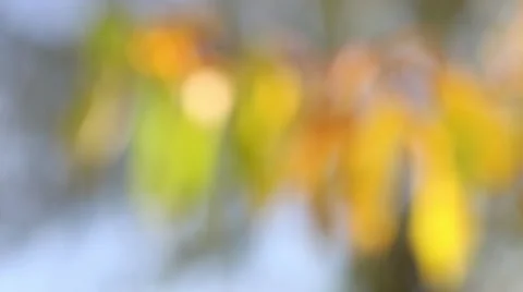 Autumn leaf background Stock Footage 46002894