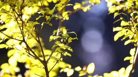 Autumn leaf background Stock Footage 46002901