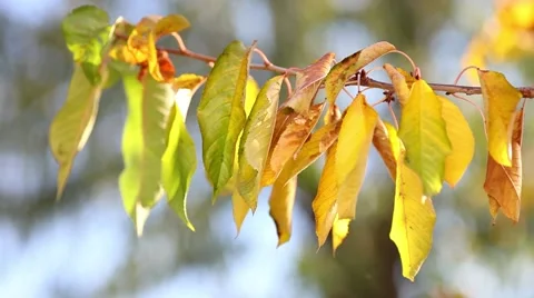 Autumn leaf background Stock Footage 46002906