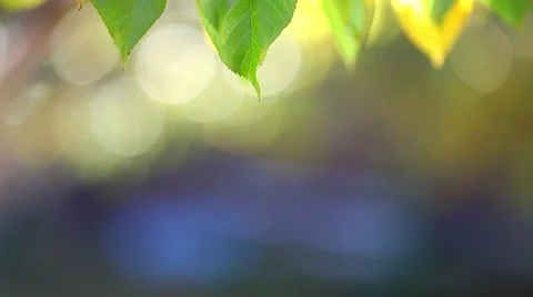 Autumn leaf background Stock Footage 46002915