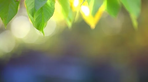 Autumn leaf background Stock Footage 46002923