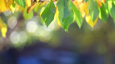 Autumn leaf background Stock Footage 46002928