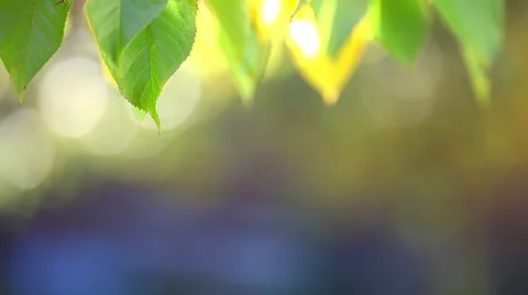 Autumn leaf background Stock Footage 46002947