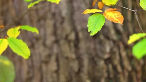 Autumn leaf background Stock Footage 46005295