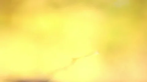 Autumn leaf background Stock Footage 46005314