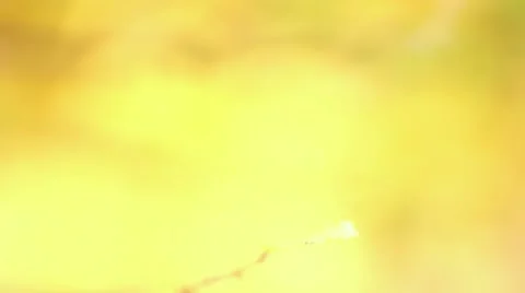 Autumn leaf background Video stock 46005421