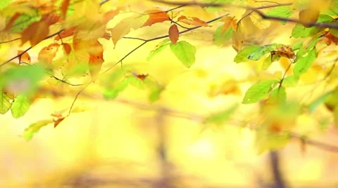 Autumn leaf background Video stock 46005427