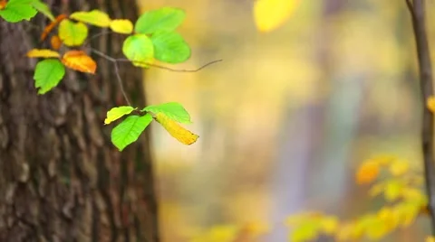 Autumn leaf background Video stock 46005648