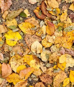 Autumn leaf background Stock Photos