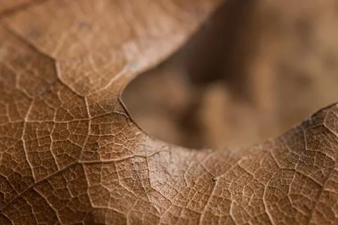Autumn leaf background Stock Photos