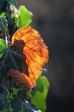 Autumn leaf background Stock Photos