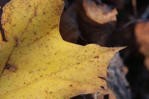 Autumn leaf background Stock Photos