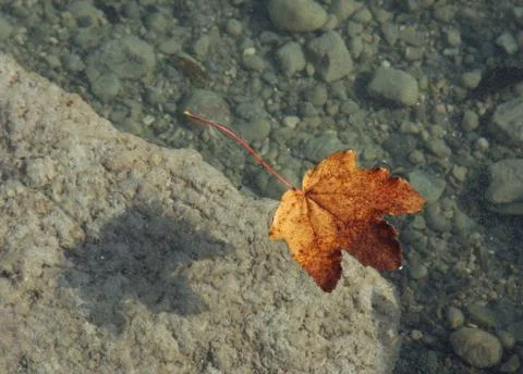 Autumn leaf background Stock Photos