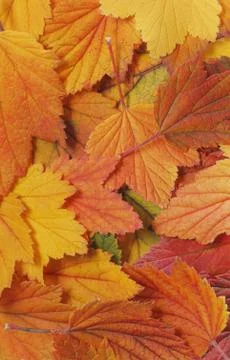 Autumn leaf background Stock Photos