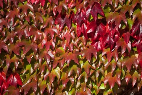 Autumn leaf Background Foto stock