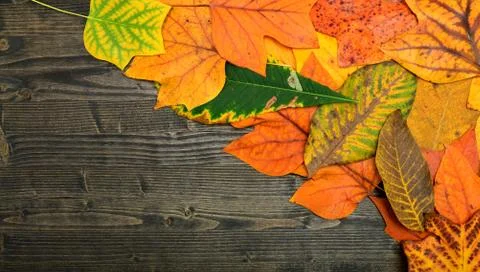 Autumn leaf background Stock Photos