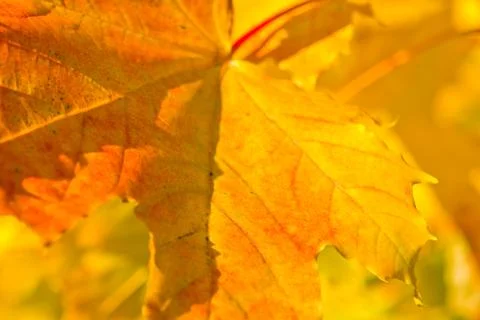 Autumn leaf background Stock Photos