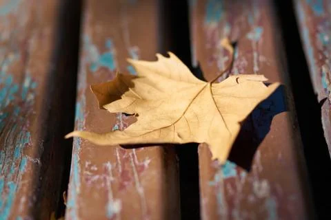Autumn leaf background Stock Photos