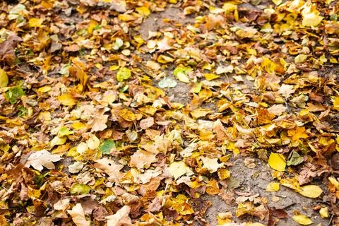 Autumn Leaf Background. Stock Photos