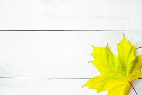 Autumn Leaf Background Stock Photos