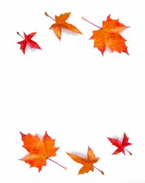 Autumn Leaf Background. Stock Photos