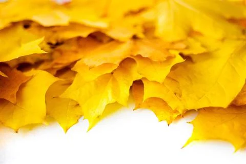 Autumn Leaf Background. Stock Photos