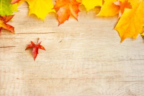 Autumn Leaf Background. Stock Photos
