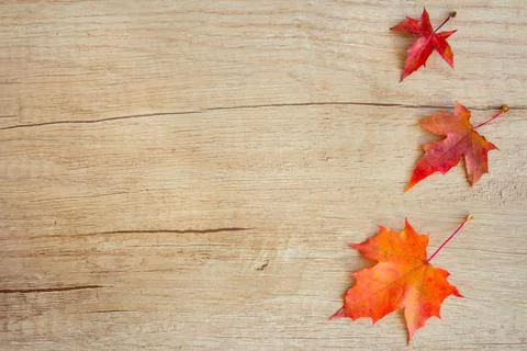 Autumn Leaf Background. Stock Photos