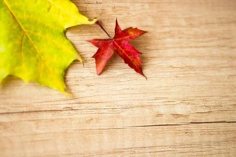 Autumn Leaf Background. Stock Photos