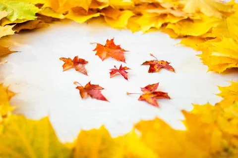 Autumn Leaf Background. Stock Photos