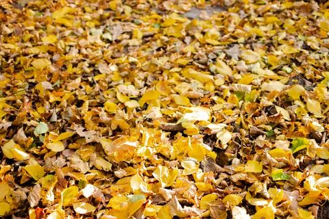 Autumn Leaf Background. Stock Photos