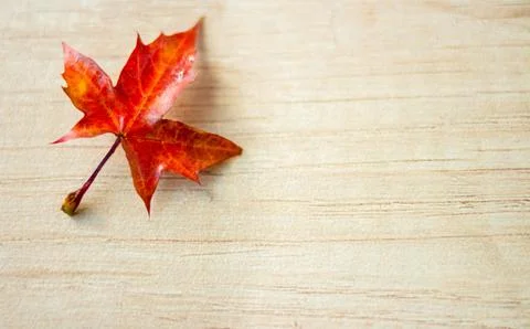 Autumn Leaf Background. Stock Photos
