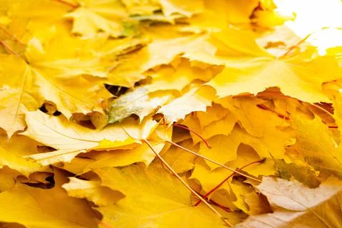 Autumn Leaf Background Foto stock