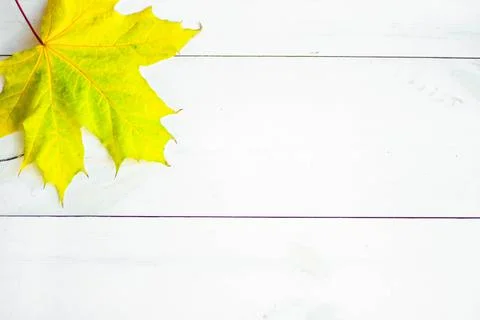 Autumn Leaf Background Stock Photos