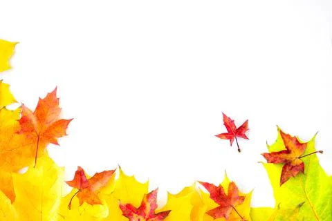 Autumn Leaf Background. Stock Photos
