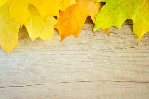 Autumn Leaf Background Stock Photos