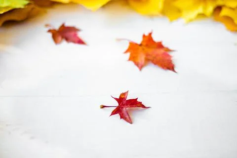 Autumn Leaf Background Stock Photos