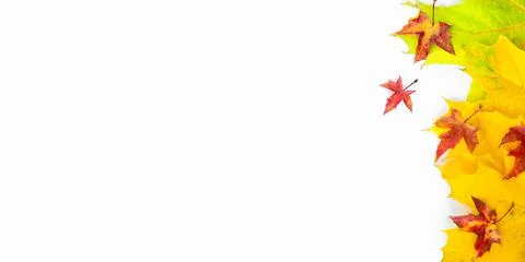 Autumn Leaf Background Stock Photos