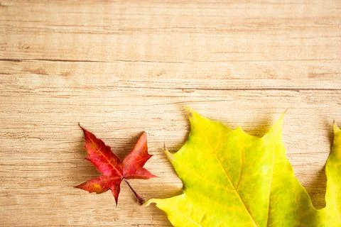Autumn Leaf Background Stock Photos