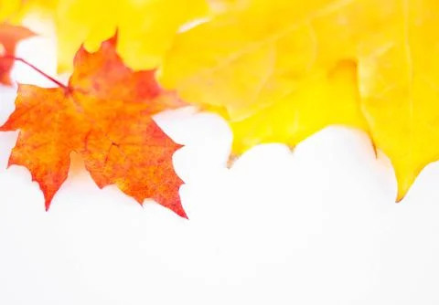 Autumn Leaf Background Stock Photos
