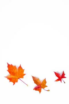 Autumn Leaf Background Stock Photos