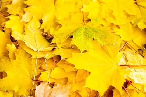 Autumn Leaf Background Stock Photos