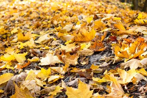 Autumn Leaf Background Stock Photos