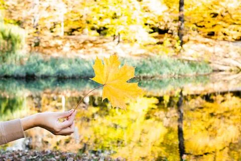 Autumn Leaf Background Stock Photos